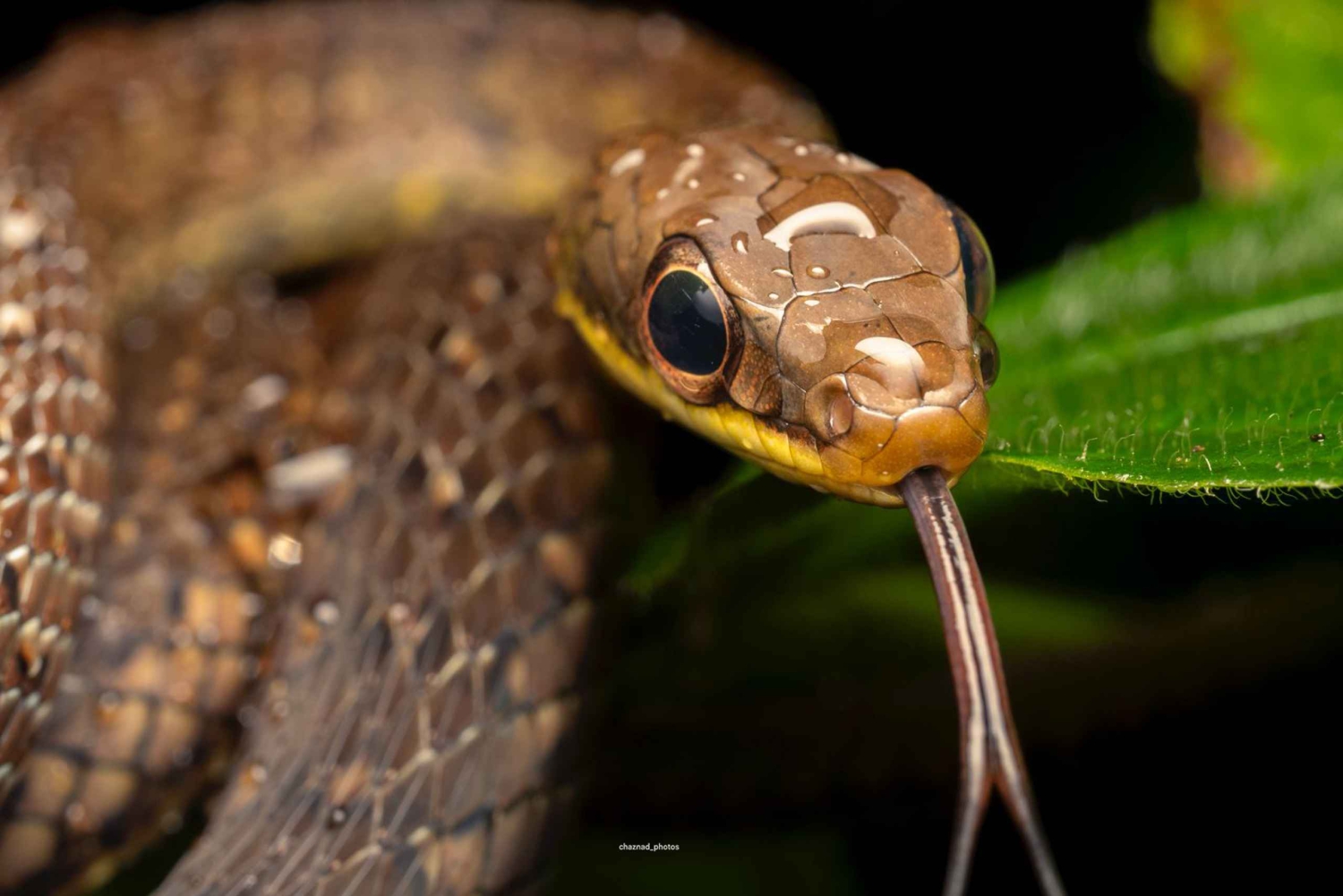 サラピキ：野生生物ガイド付き熱帯雨林ナイトウォーク