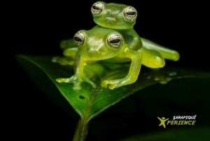 Sarapiquí: Nattvandring i regnskogen med naturguide