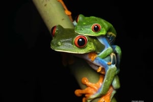 Sarapiquí: Nattvandring i regnskogen med naturguide