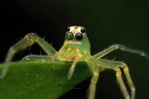 Sarapiquí: Nattvandring i regnskogen med naturguide