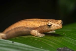 Sarapiquí: Nattvandring i regnskogen med naturguide