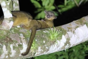 Sarapiquí: Nattvandring i regnskogen med naturguide