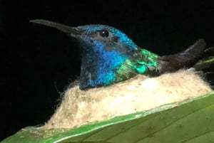 Sarapiquí: Nattvandring i regnskogen med naturguide