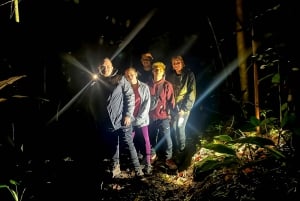 Sarapiquí: Nattvandring i regnskogen med naturguide