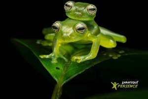 サラピキ：野生生物ガイド付き熱帯雨林ナイトウォーク