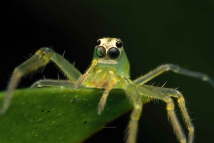 サラピキ：野生生物ガイド付き熱帯雨林ナイトウォーク