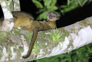 サラピキ：野生生物ガイド付き熱帯雨林ナイトウォーク