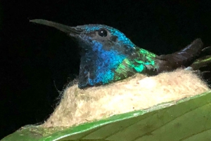 サラピキ：野生生物ガイド付き熱帯雨林ナイトウォーク
