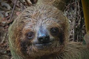 サラピキ：野生生物ガイド付き熱帯雨林ナイトウォーク