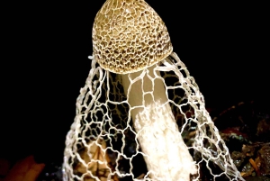 サラピキ：野生生物ガイド付き熱帯雨林ナイトウォーク