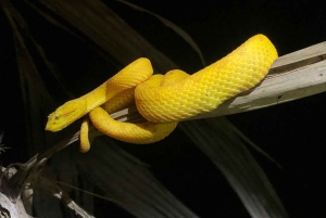 サラピキ：野生生物ガイド付き熱帯雨林ナイトウォーク