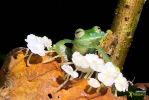サラピキ：野生生物ガイド付き熱帯雨林ナイトウォーク