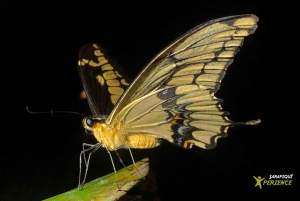 サラピキ：野生生物ガイド付き熱帯雨林ナイトウォーク