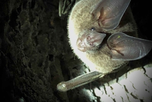 サラピキ：野生生物ガイド付き熱帯雨林ナイトウォーク
