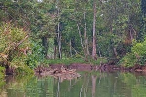 カヤックアドベンチャー：2時間の野生生物との出会い
