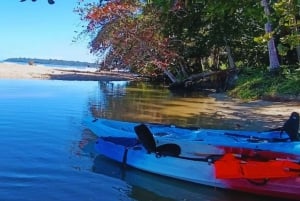カヤックアドベンチャー：2時間の野生生物との出会い