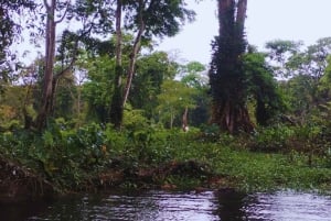 カヤックアドベンチャー：2時間の野生生物との出会い