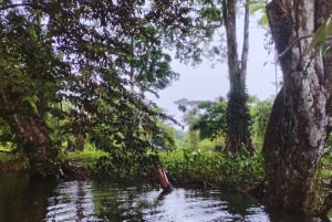 カヤックアドベンチャー：2時間の野生生物との出会い