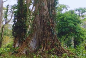 カヤックアドベンチャー：2時間の野生生物との出会い