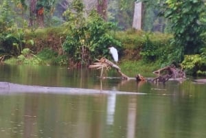 カヤックアドベンチャー：2時間の野生生物との出会い