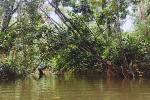 カヤックアドベンチャー：2時間の野生生物との出会い
