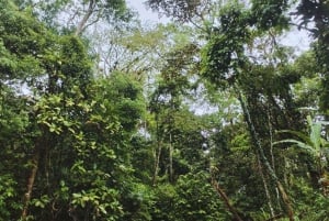 カヤックアドベンチャー：2時間の野生生物との出会い