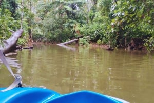 カヤックアドベンチャー：2時間の野生生物との出会い