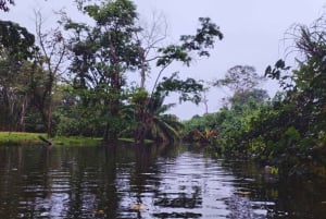 カヤックアドベンチャー：2時間の野生生物との出会い