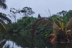 カヤックアドベンチャー：2時間の野生生物との出会い