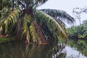 カヤックアドベンチャー：2時間の野生生物との出会い