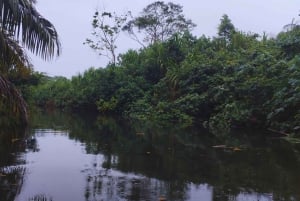 カヤックアドベンチャー：2時間の野生生物との出会い