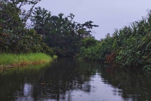 カヤックアドベンチャー：2時間の野生生物との出会い