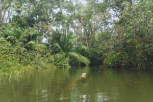 カヤックアドベンチャー：2時間の野生生物との出会い