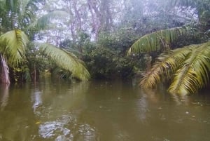 カヤックアドベンチャー：2時間の野生生物との出会い