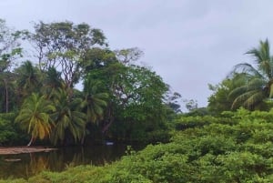 カヤックアドベンチャー：2時間の野生生物との出会い