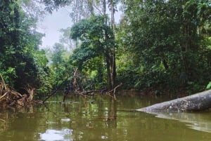 カヤックアドベンチャー：2時間の野生生物との出会い