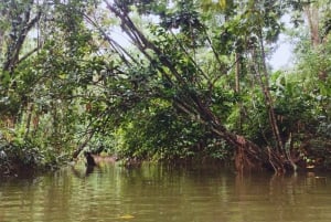 カヤックアドベンチャー：2時間の野生生物との出会い