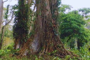 カヤックアドベンチャー：2時間の野生生物との出会い
