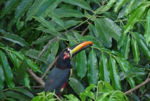 Selvguidet fottur i naturen med havutsikt Fotomotiver i Jaco