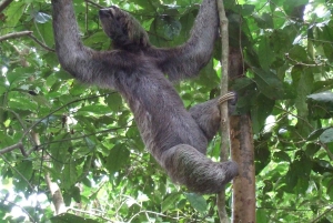 Selvguidet fottur i naturen med havutsikt Fotomotiver i Jaco