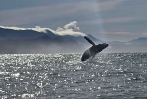 Sierpe Caño Island Snorkeling e Tour in barca nella foresta di mangrovie