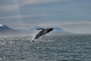 Sierpe Caño Island Snorkeling e Tour in barca nella foresta di mangrovie