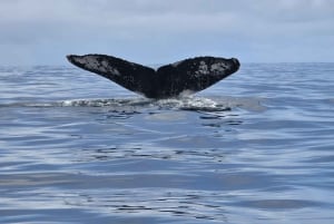 Sierpe Caño Island Snorkeling e Tour in barca nella foresta di mangrovie