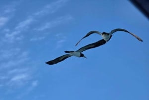 Sierpe Caño Island Snorkeling e Tour in barca nella foresta di mangrovie