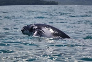 Sierpe Caño Island Snorkeling e Tour in barca nella foresta di mangrovie