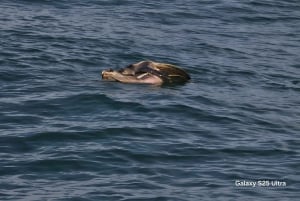 Sierpe Caño Island Snorkeling e Tour in barca nella foresta di mangrovie