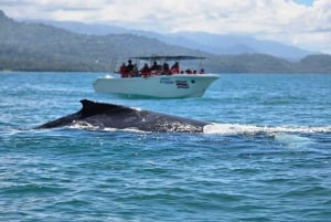 Sierpe Caño Island Snorkeling e Tour in barca nella foresta di mangrovie