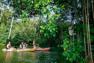 Punta Uva: Sloth and Wildlife Kayaking Tour