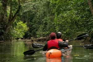 Punta Uva: Sloth and Wildlife Kayaking Tour