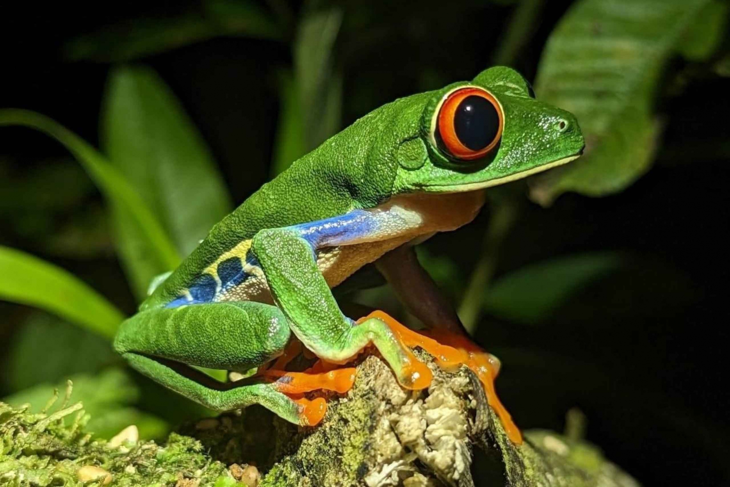 Faultier-Expedition und Kaffee- und Schokoladentour